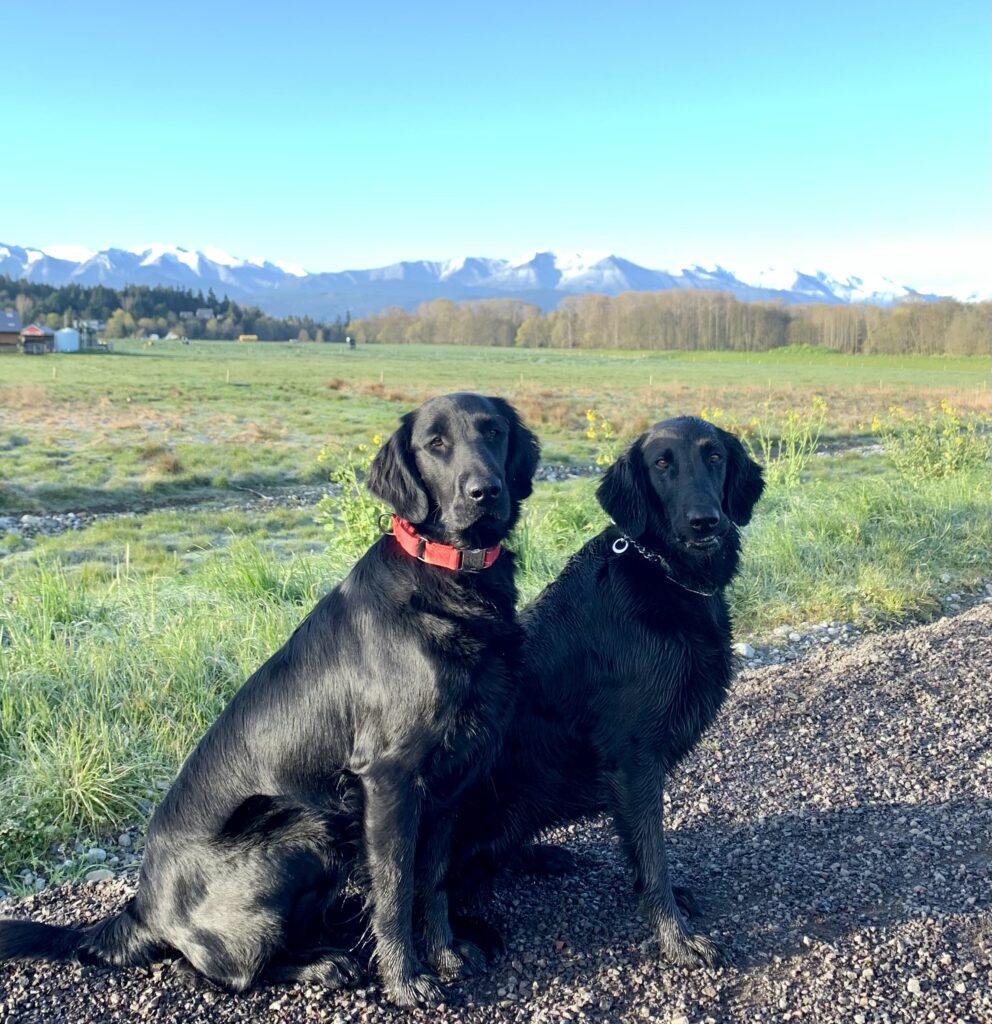 two flatcoat with mountains