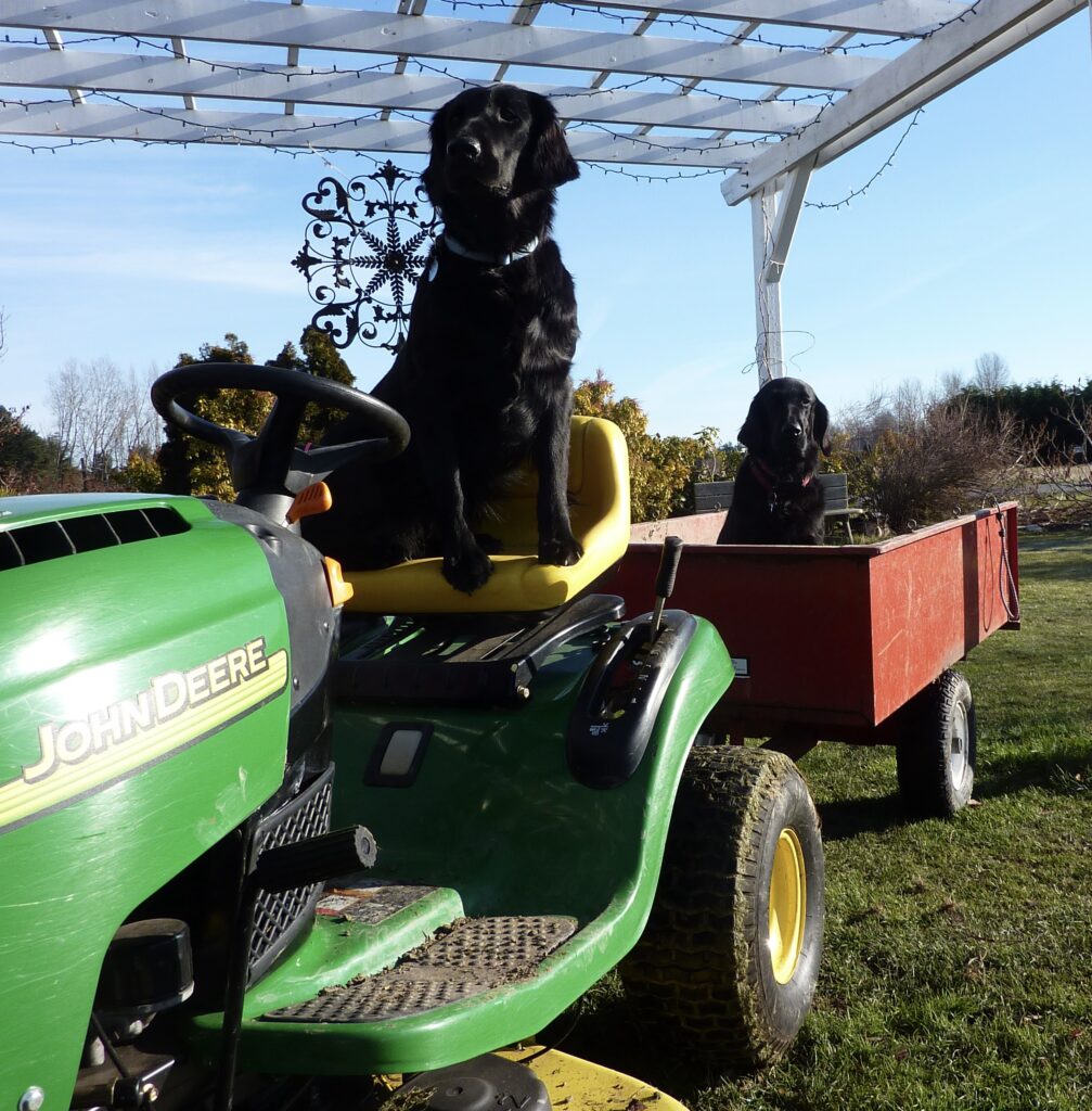 two flatcoats on lawnmower